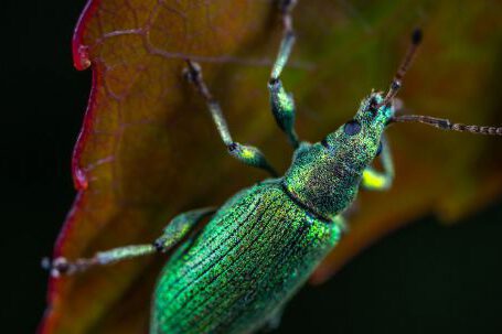 Garden Pests - Green Metallic Weevil on Green Lead Macro Photography