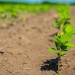 Soil Fertility - Green Plant on Brown Soil