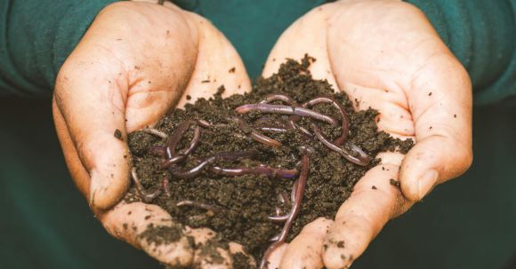 Compost - Earthworms on a Persons Hand
