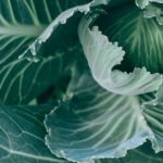 Organic Vegetable Garden - Top view of green healthy cabbage with big leaves with veins growing in garden