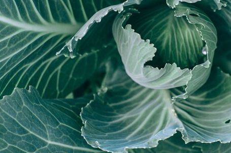 Organic Vegetable Garden - Top view of green healthy cabbage with big leaves with veins growing in garden