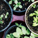 Vegetable Garden - Green Plant on Brown Plastic Pot