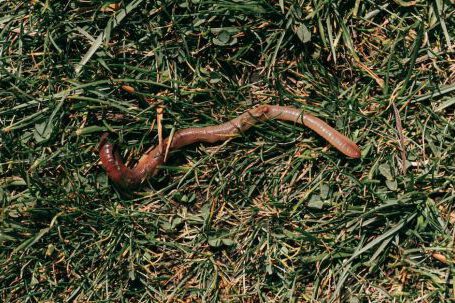 Vermicomposting - Red earthworm crawling on grassy soil