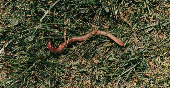 Vermicomposting - Red earthworm crawling on grassy soil