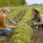 Organic Fertilizers - Farmers working on plantation with greens
