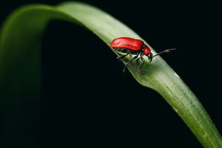 Organic Pest Treatments - Tiny red scarlet lily beetle on green plant