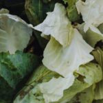 Permaculture - cabbage leaves
