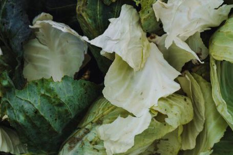 Permaculture - cabbage leaves