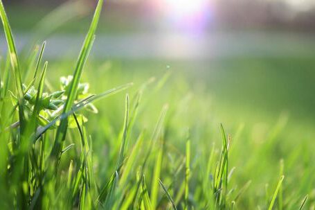 Lawn Care - Macro Shot of Grass Field