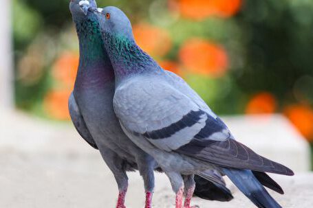 Birds - Photo of Two Pigeons
