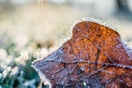 Frost - Dried Leaf Cover by Snow at Daytime