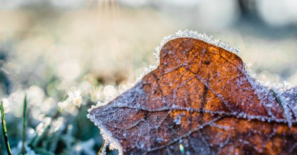 Frost - Dried Leaf Cover by Snow at Daytime