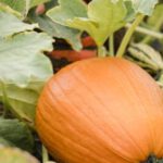 Raised Vegetable Patch - Fresh orange pumpkin in lush bed