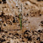 Organic Gardening - Delicate Growing Plants Being Watered