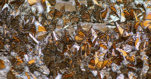 Pollinators - Rabble of Butterflies on the Table