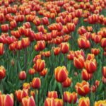 Spring Bulbs - Photo of Red Tulip Field