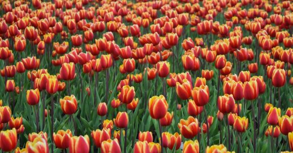 Spring Bulbs - Photo of Red Tulip Field